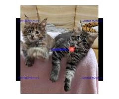 Siberische kittens
