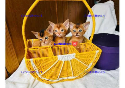 Abessijnse kittens klaar om naar een nieuw thuis te gaan