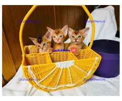 Abessijnse kittens klaar om naar een nieuw thuis te gaan