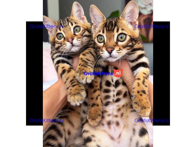 Gratis Bengaalse kittens ter adoptie. Alleen voor geïnteresseerden die van dieren houden.