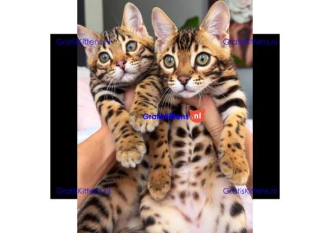 Gratis Bengaalse kittens ter adoptie. Alleen voor geïnteresseerden die van dieren houden.