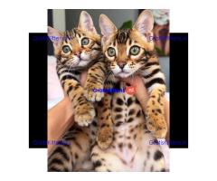 Gratis Bengaalse kittens ter adoptie. Alleen voor geïnteresseerden die van dieren houden.