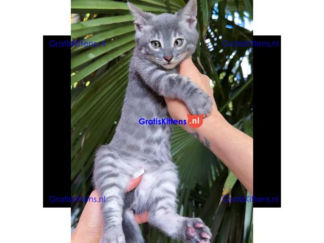Gratis Bengaalse kittens ter adoptie. Alleen voor geïnteresseerden die van dieren houden.
