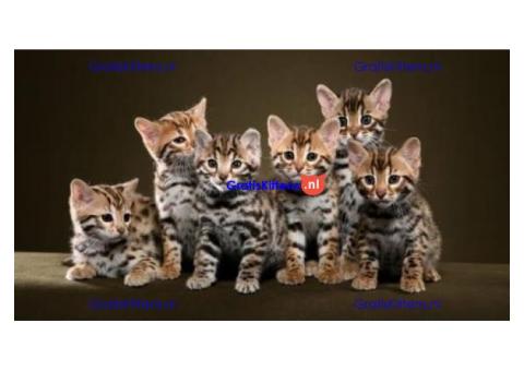 Cattery Kittens te koop €200 Whatsapp-nummer: +32 460 22 41 85