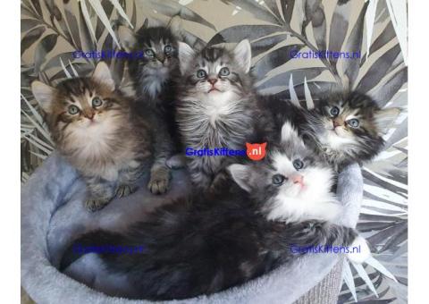 Cattery Kittens te koop €200 Whatsapp-nummer: +32 460 22 41 85