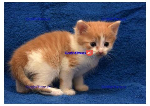 Cattery Kittens te koop €200 Whatsapp-nummer: +32 460 22 41 85