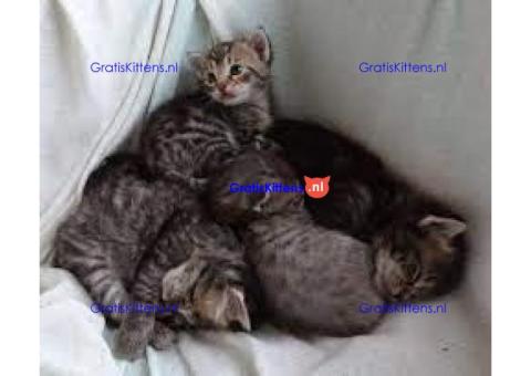 Cattery Kittens te koop €200 Whatsapp-nummer: +32 460 22 41 85