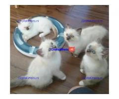Birmaan Kittens te koop