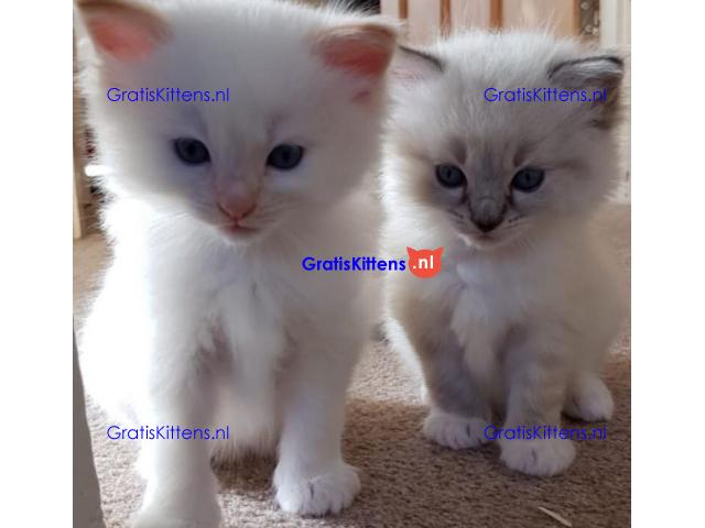 geregistreerde stamboom Ragdoll kittens