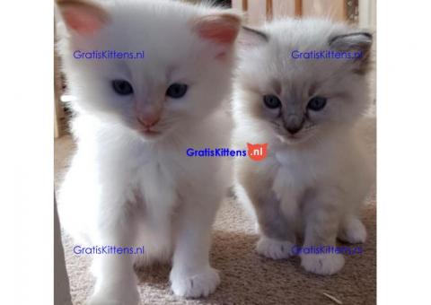 geregistreerde stamboom Ragdoll kittens