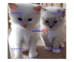 geregistreerde stamboom Ragdoll kittens