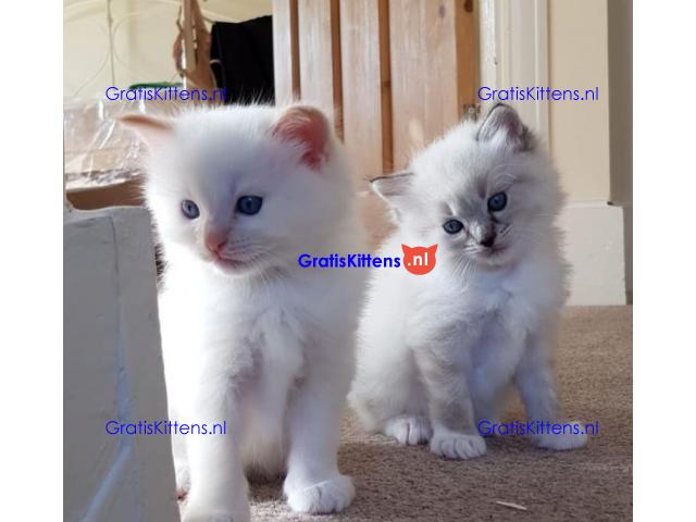 geregistreerde stamboom Ragdoll kittens