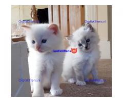 geregistreerde stamboom Ragdoll kittens