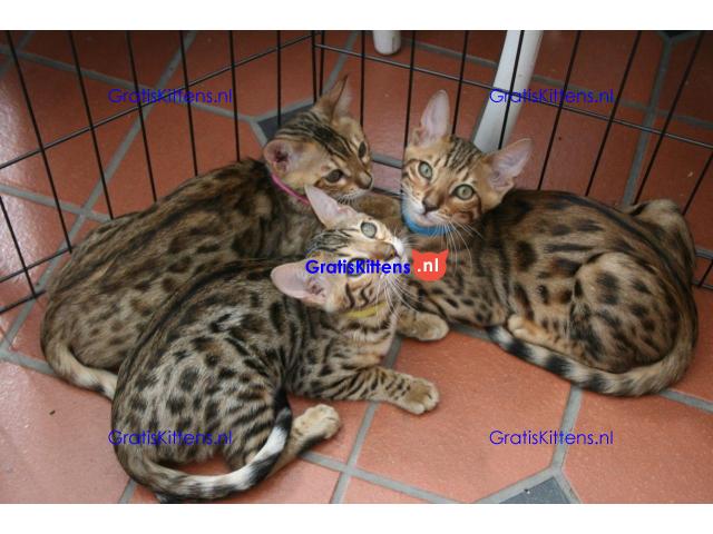 Prachtige pedigree Bengalen