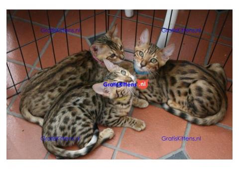 Prachtige pedigree Bengalen