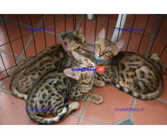 Prachtige pedigree Bengalen