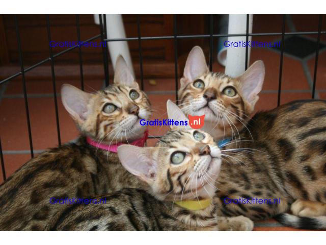 Prachtige pedigree Bengalen