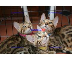 Prachtige pedigree Bengalen