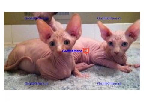 Sphynx baby's