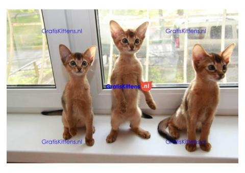 Abbysijnse goed getrainde kittens