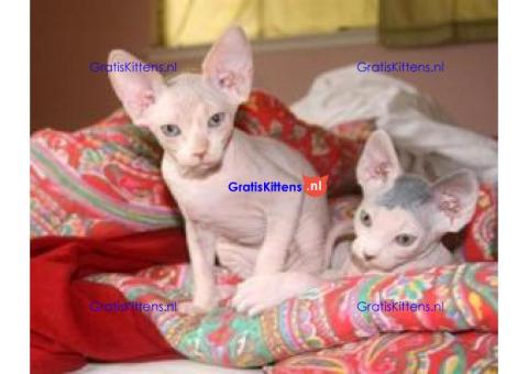 Prachtige stamboom sphynxs kittens