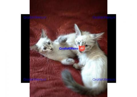 Balinese kat klaar