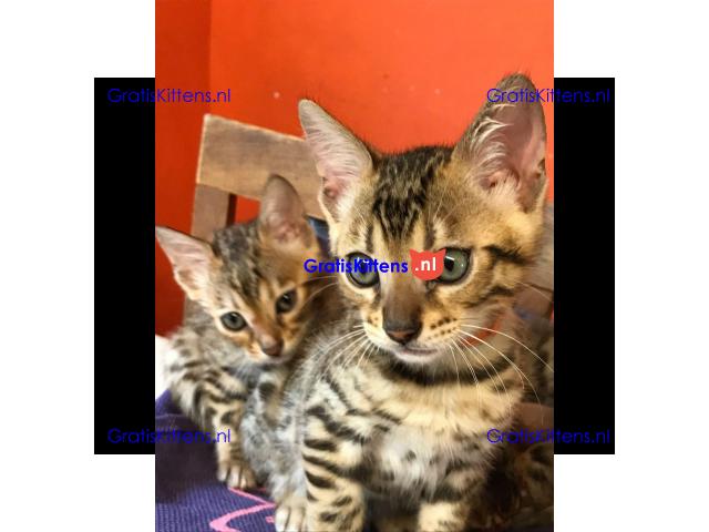 bengalen kittens klaar