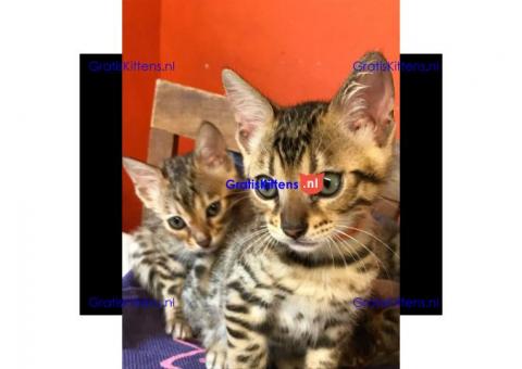 bengalen kittens klaar