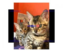 bengalen kittens klaar