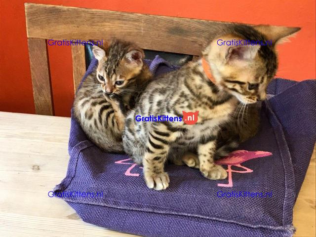 bengalen kittens klaar