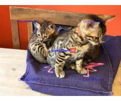 bengalen kittens klaar