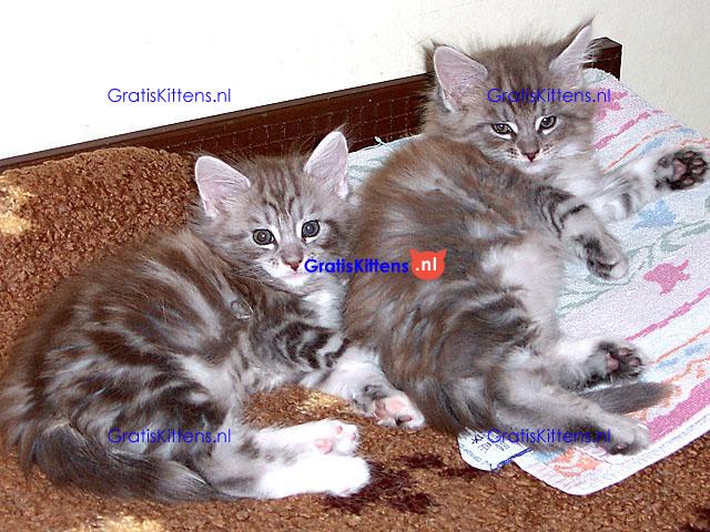 Maine coon kittens klaar