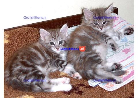 Maine coon kittens klaar