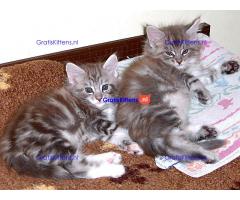 Maine coon kittens klaar