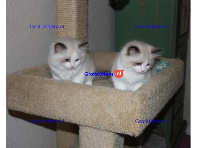 Ragdoll jongen en meisje kittens klaar
