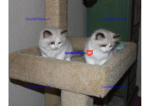 Ragdoll jongen en meisje kittens klaar