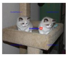 Ragdoll jongen en meisje kittens klaar