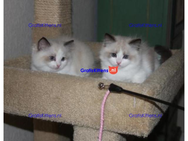 Ragdoll jongen en meisje kittens klaar