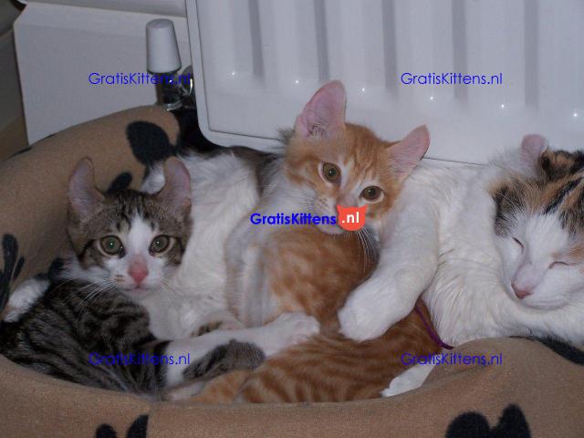 American curl jongen en meisje kittens klaar