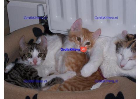 American curl jongen en meisje kittens klaar