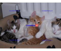 American curl jongen en meisje kittens klaar