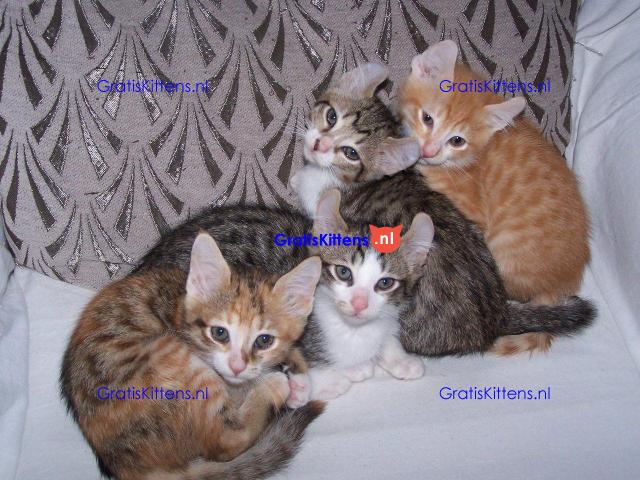 American curl jongen en meisje kittens klaar
