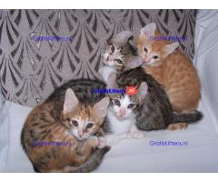 American curl jongen en meisje kittens klaar