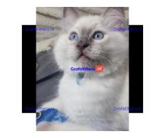 Schattige Ragdoll-kittens