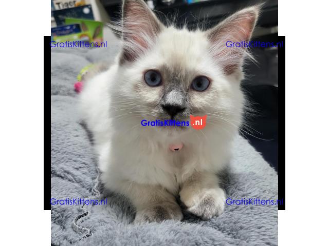 Schattige Ragdoll-kittens