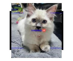 Schattige Ragdoll-kittens