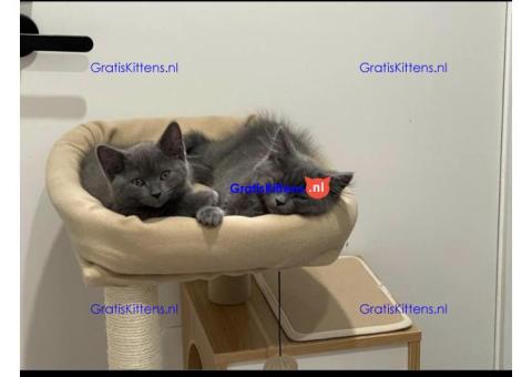 Twee Russisch Blauw gekruiste British Hair Kittens