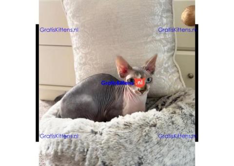 Prachtige Sphynx-katten ter adoptie
