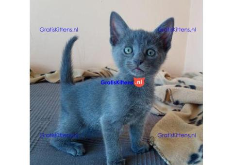 raszuivere Russische blauwe kittens ter adoptie