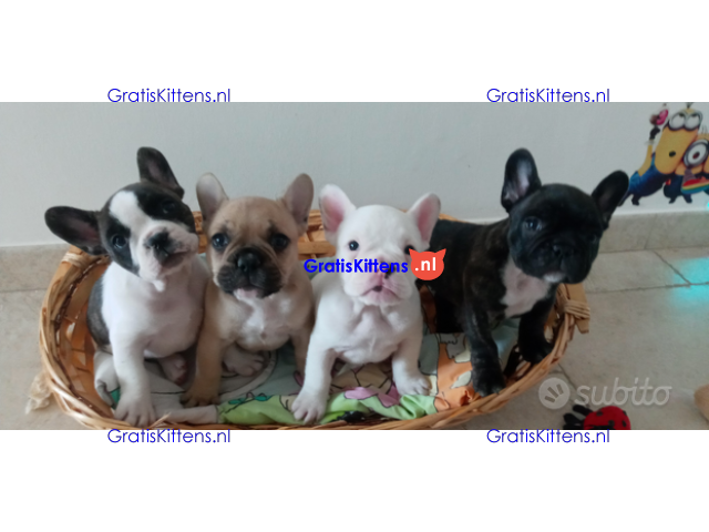 Beschikbare franse bulldog-puppy's met papieren